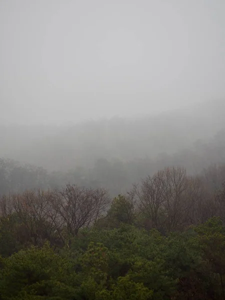 Landscape Fog Forest Korea Cheongju City — Stock Photo, Image