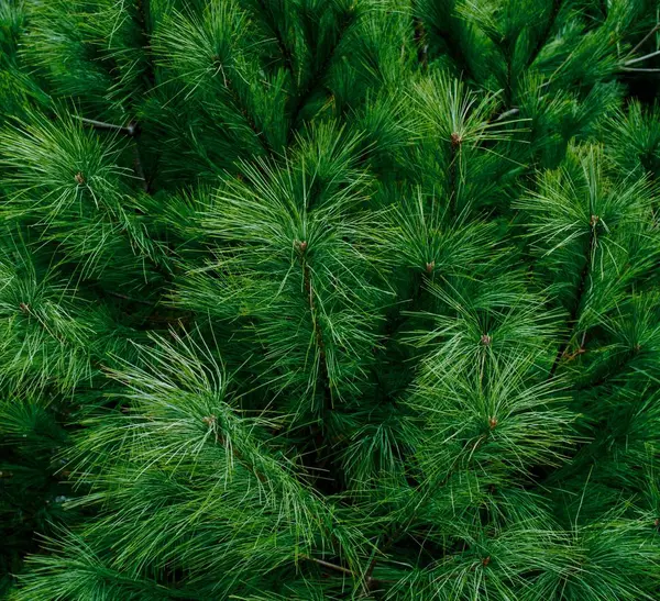 Korea Pine Needle Landscape — Stock Photo, Image