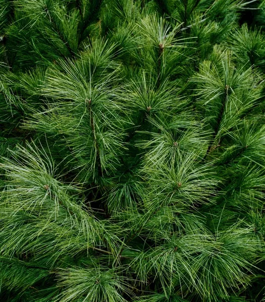 Korea Pine Needle Landschap — Stockfoto