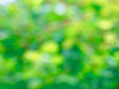 Ormanda yaprak bokeh, odağını kaybetmiş