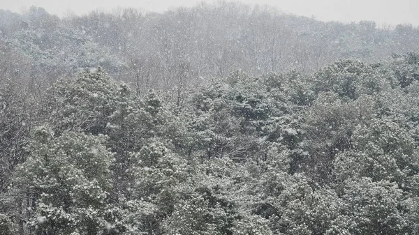 Corée Sud Montagnes Enneigées Flocons Neige Arbres Hiver — Photo
