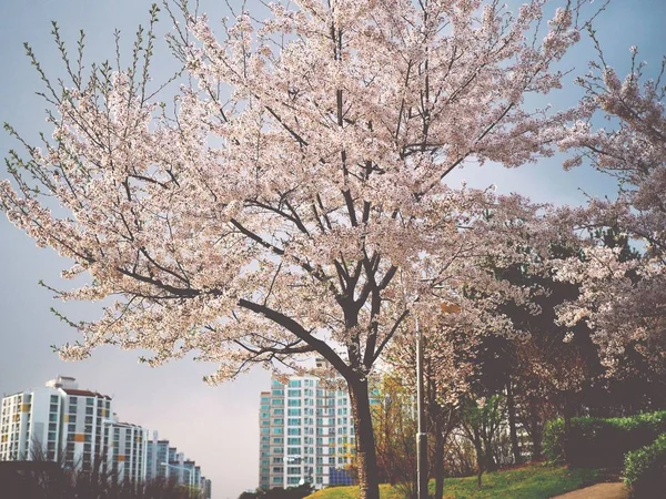 Kiraz Çiçeği Manzara Cheongju City Güney Kore — Stok fotoğraf