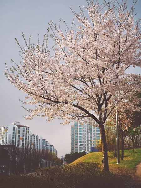 Kiraz Çiçeği Manzara Cheongju City Güney Kore — Stok fotoğraf