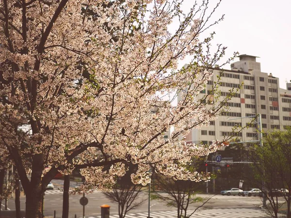 Kiraz Çiçeği Manzara Cheongju City Güney Kore — Stok fotoğraf