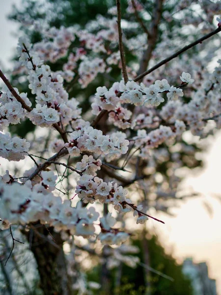 Cseresznyevirág Táj Cheongju City Dél Korea — Stock Fotó