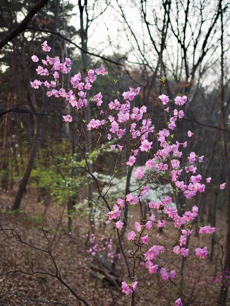 Corée Cheongju City Azalées Sauvages Dans Forêt Coucher Soleil — Photo