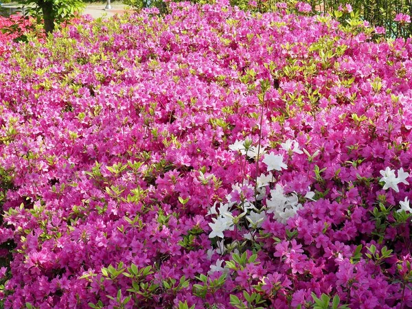 Corée Cheongju City Azalées Sauvages Dans Forêt Coucher Soleil — Photo