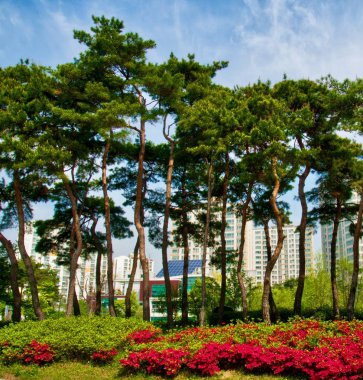  Çam manzara içinde Korea