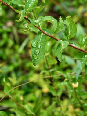 yaprak ve Su damlacıkları