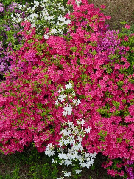 Azalea Flower Field in Korea