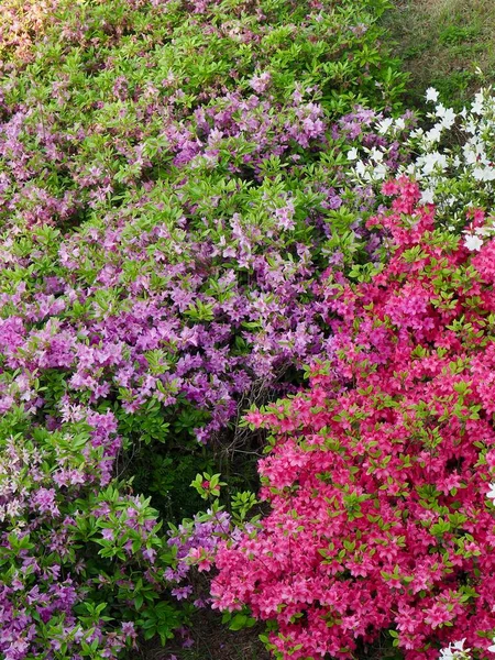 Azalea Flower Field Korea — Stock Photo, Image