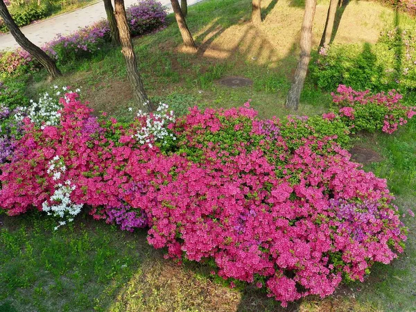 Campo Flores Azalea Coréia — Fotografia de Stock