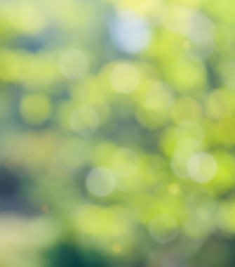 Ormanda yaprak bokeh, odağını kaybetmiş