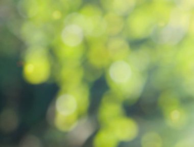 Ormanda yaprak bokeh, odağını kaybetmiş