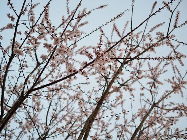 Décor Fleurs Cerisier Corée — Photo