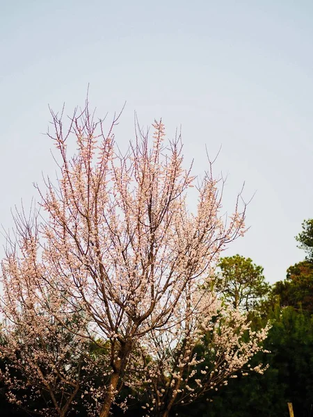 Décor Fleurs Cerisier Corée — Photo