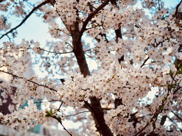 Cseresznyevirág Táj Koreában — Stock Fotó