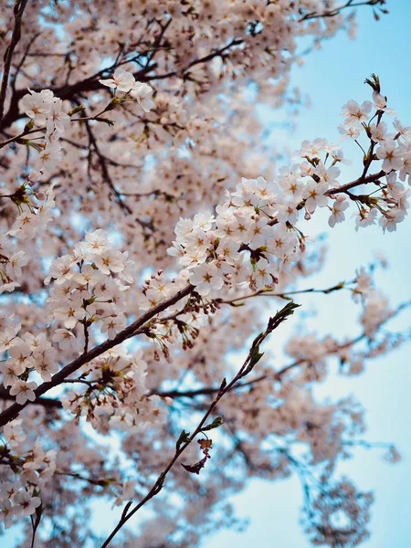 Цветущая Сакура Корее — стоковое фото