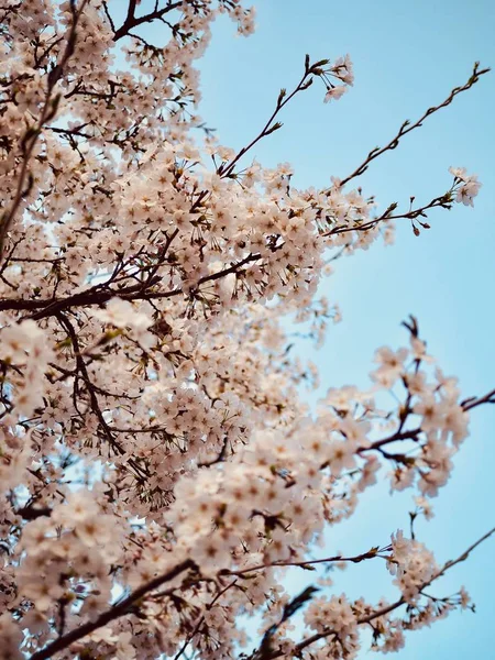 Cherry blossom scenery in Korea