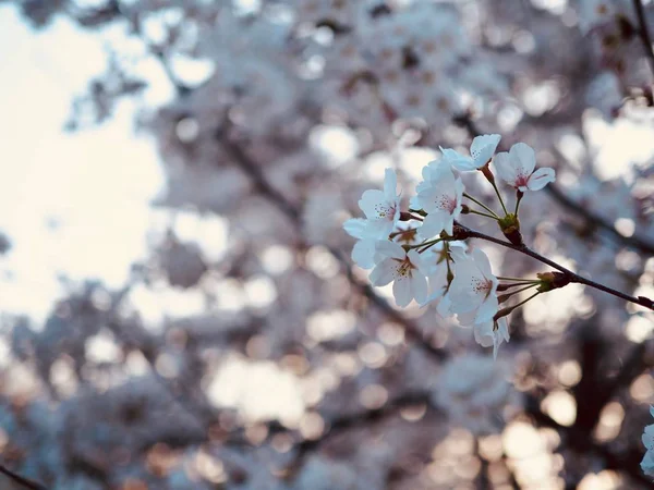 Kirschblütenlandschaft Korea — Stockfoto