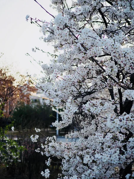 Cherry blossom scenery in Korea