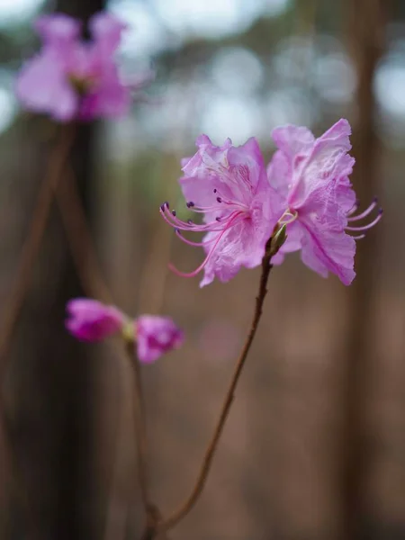 Цветочное Поле Азалии Корее — стоковое фото