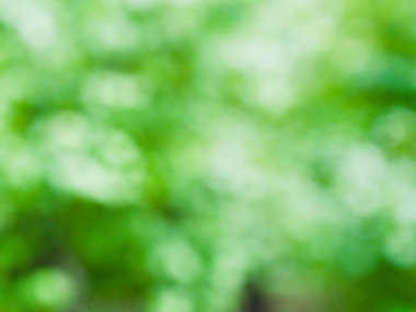 Ormanda yaprak bokeh, odağını kaybetmiş