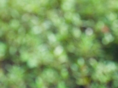 Ormanda yaprak bokeh, odağını kaybetmiş