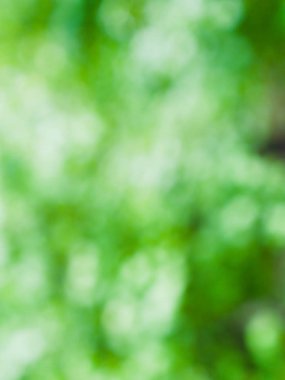 Ormanda yaprak bokeh, odağını kaybetmiş