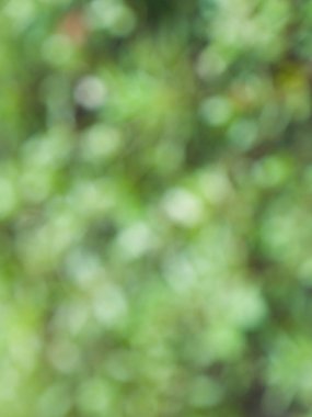 Ormanda yaprak bokeh, odağını kaybetmiş