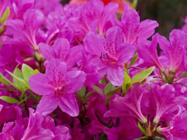 Açelya çiçek alan içinde Korea