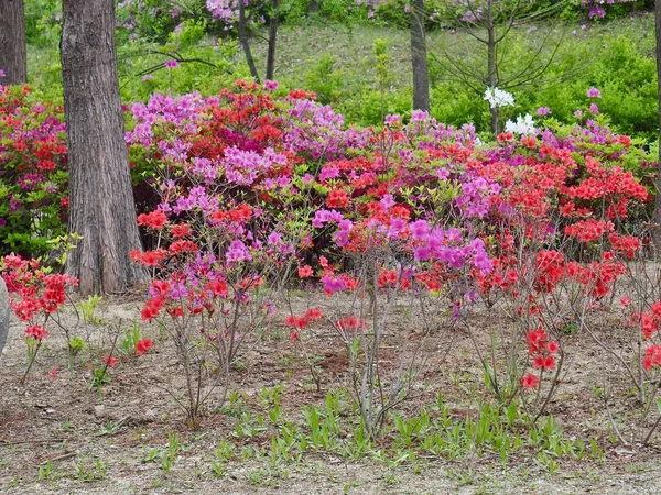 Azalka Květinové Pole Koreji — Stock fotografie