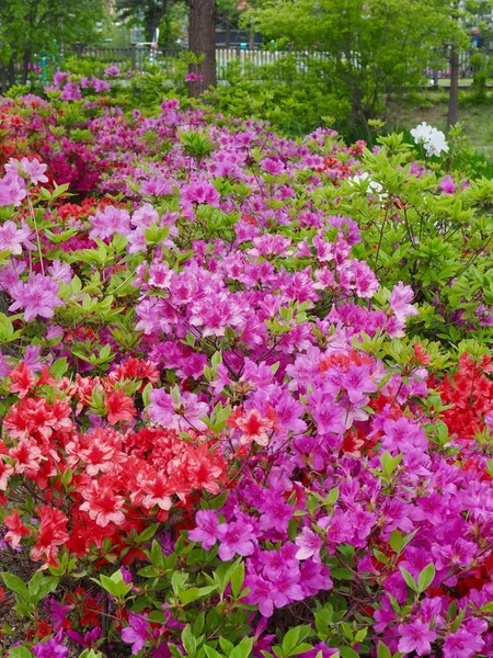 Campo Flores Azalea Coréia — Fotografia de Stock