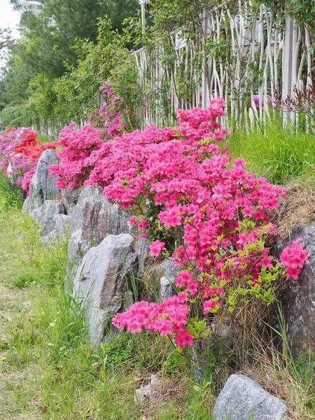 Azalka Květinové Pole Koreji — Stock fotografie