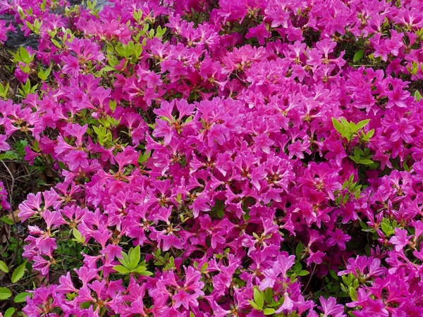 Azalea Flower Field Korea — Stock Photo, Image