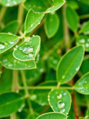 yaprak ve Su damlacıkları