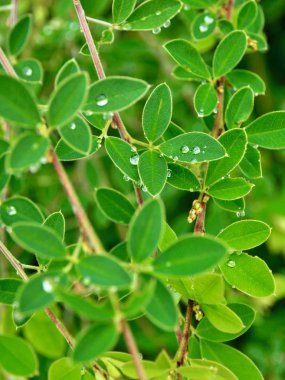 yaprak ve Su damlacıkları