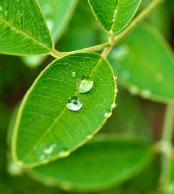yaprak ve Su damlacıkları