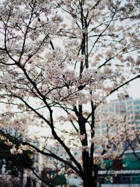 Kore 'de kiraz çiçeği manzarası