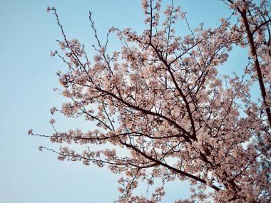 Kore 'de kiraz çiçeği manzarası