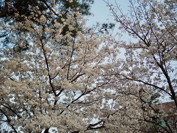 Décor Fleurs Cerisier Corée — Photo