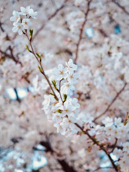 Cherry blossom scenery in Korea