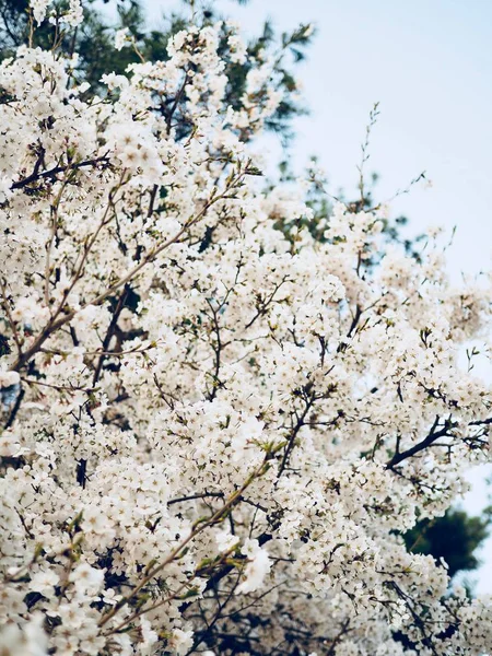 Cherry blossom scenery in Korea