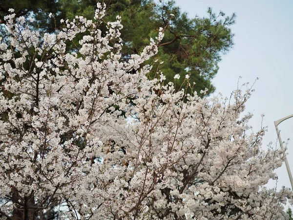 Kore Kiraz Çiçeği Manzarası — Stok fotoğraf