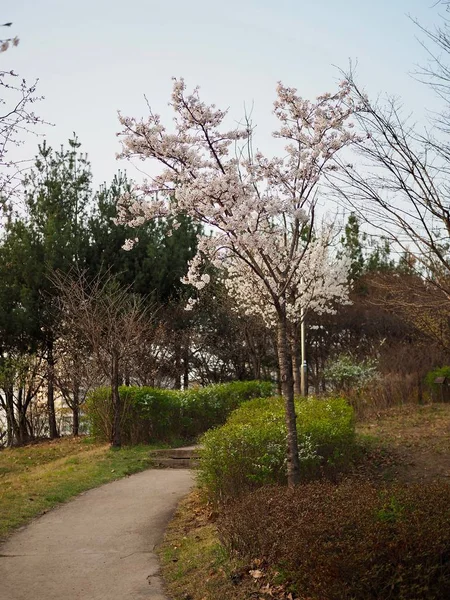 韓国の桜の風景 — ストック写真