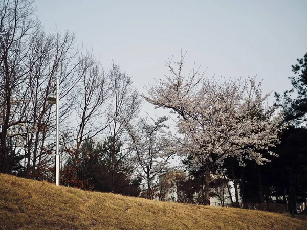 Cherry Květ Scenérie Koreji — Stock fotografie