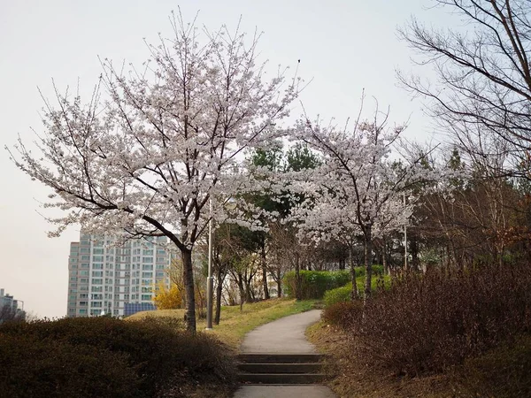 Krajobraz Kwitnącej Wiśni Korei — Zdjęcie stockowe