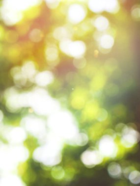 Ormanda yaprak bokeh, odağını kaybetmiş