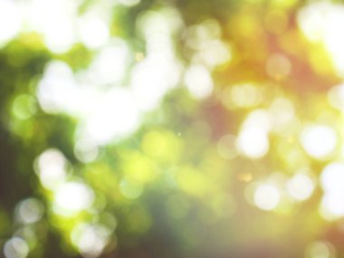 Ormanda yaprak bokeh, odağını kaybetmiş