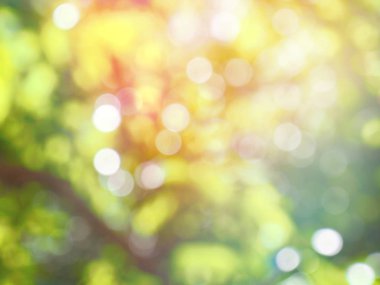 Ormanda yaprak bokeh, odağını kaybetmiş